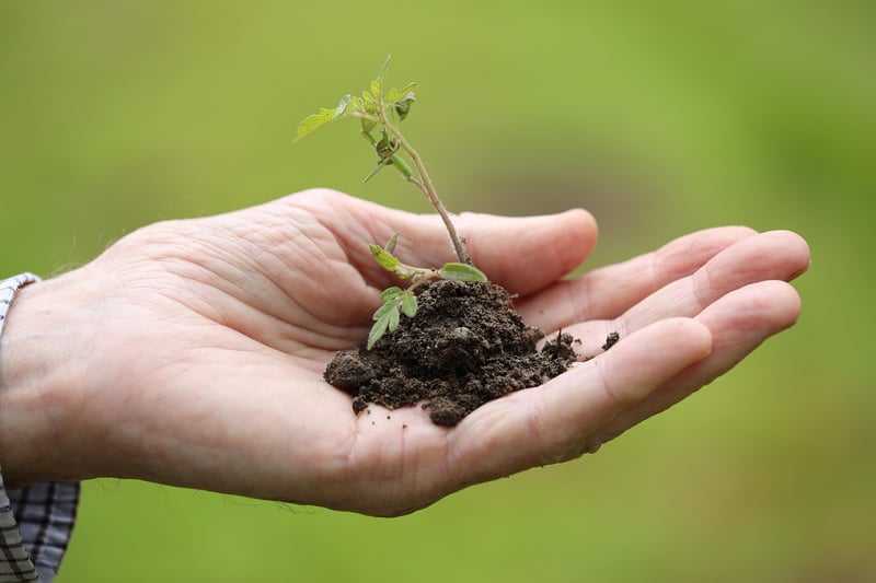 Enchanted plant care